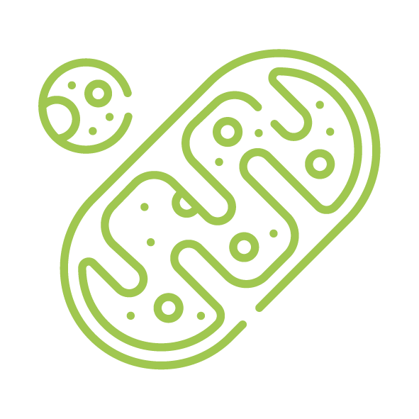 AlphaH2+ – Der intelligente NAD⁺-Booster